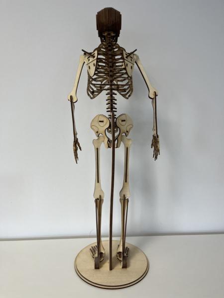 Human skeleton (Cool Human Skeleton) as a 3D model - front vie